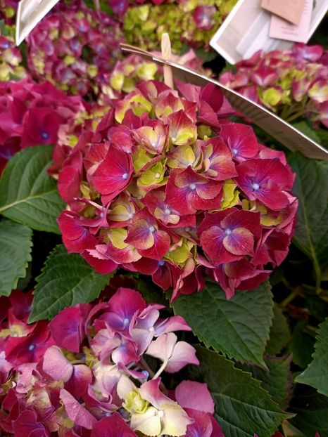 IMG20230601154735 - Hortensia varietăți