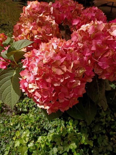 IMG20230601155004 - Hortensia varietăți