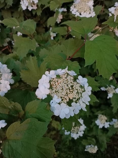 IMG20230604221011 - Hortensia varietăți