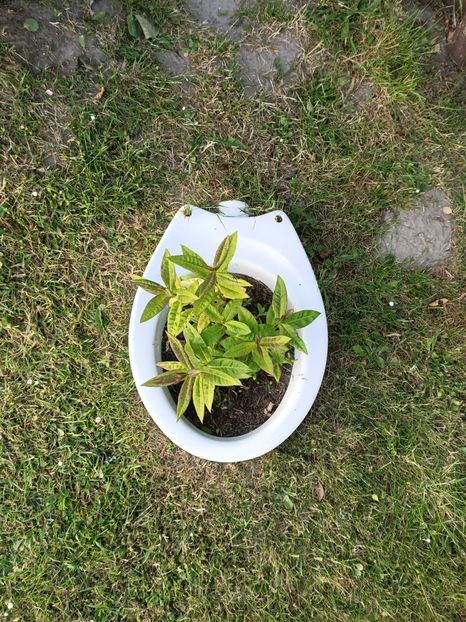 IMG20230605210525 - Hortensia varietăți