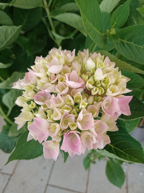 IMG20230607155140 - Hortensia varietăți