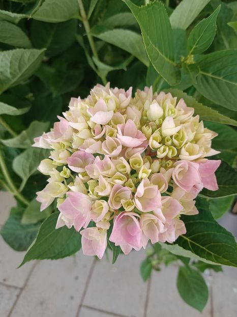 IMG20230607155139 - Hortensia varietăți