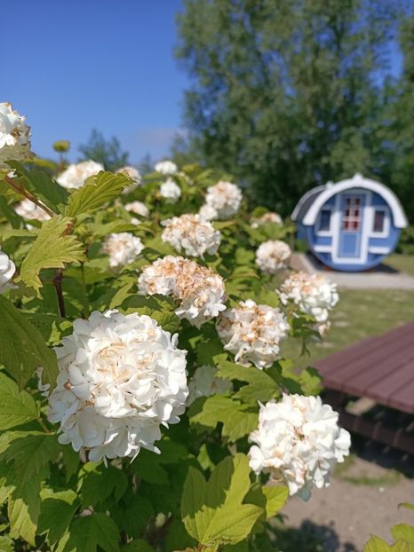 IMG20230608120747 - Hortensia varietăți