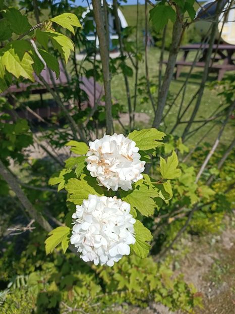 IMG20230608120759 - Hortensia varietăți