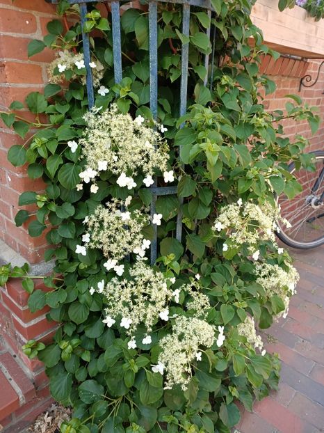 IMG20230608141851 - Hortensia varietăți