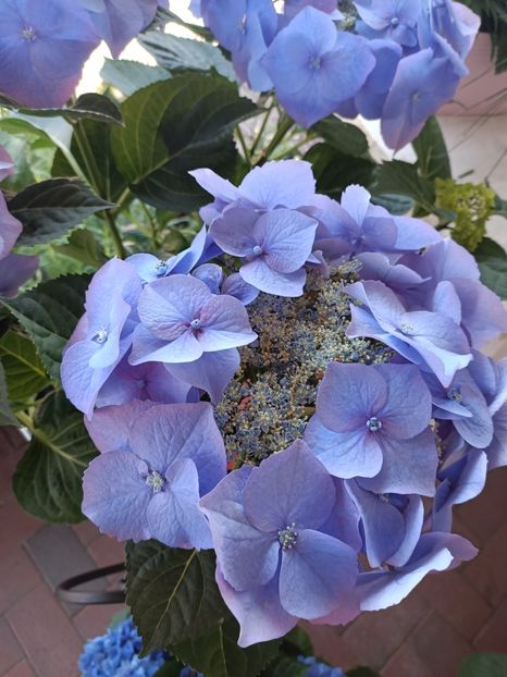 IMG20230608142249 - Hortensia varietăți