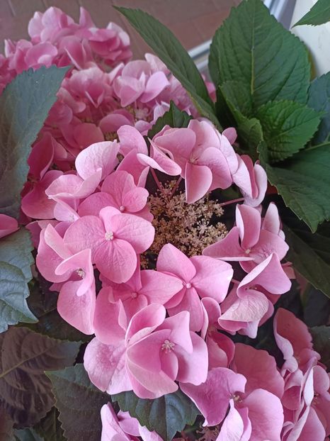 IMG20230608142354 - Hortensia varietăți