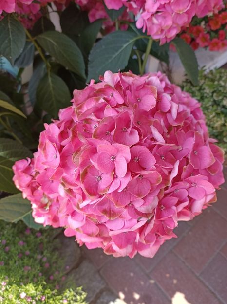 IMG20230608142411 - Hortensia varietăți