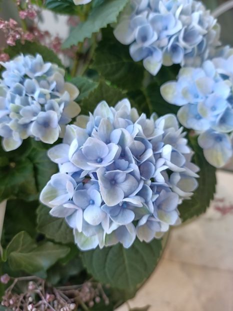 IMG20230608142420 - Hortensia varietăți