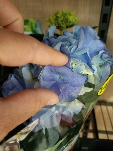 IMG20230617125232 - Hortensia varietăți