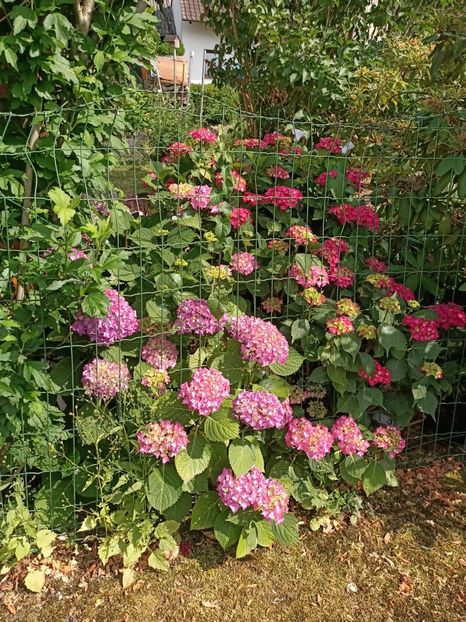 IMG20230621162928 - Hortensia varietăți