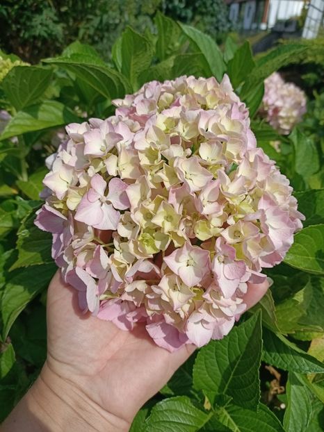 IMG20230621163445 - Hortensia varietăți
