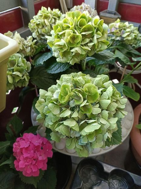 IMG20230627190406 - Hortensia varietăți