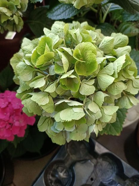 IMG20230627190421 - Hortensia varietăți