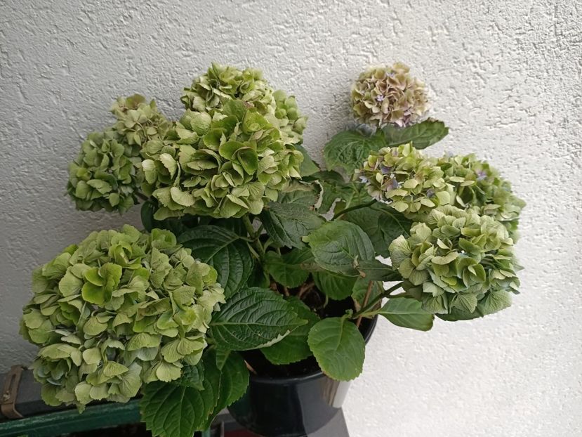 IMG20230629134649 - Hortensia varietăți