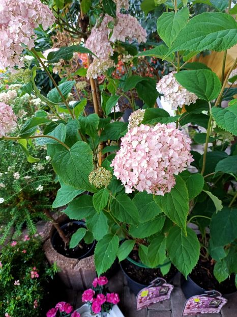 IMG20230630094512 - Hortensia varietăți