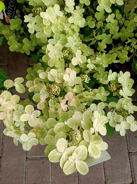 IMG20230630094547 - Hortensia varietăți