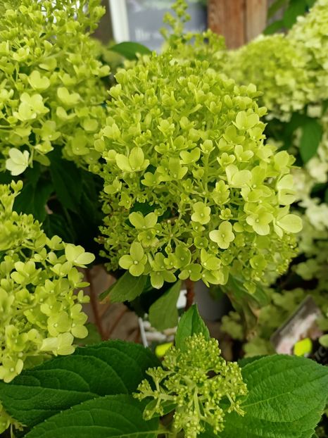 IMG20230630094558 - Hortensia varietăți
