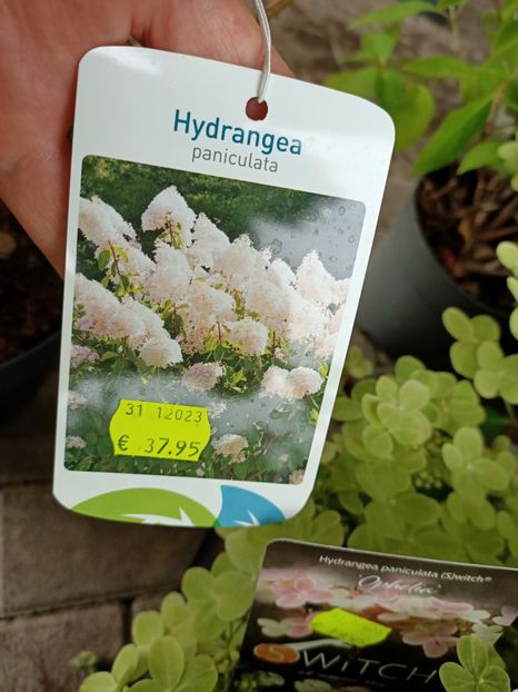 IMG20230630094607 - Hortensia varietăți