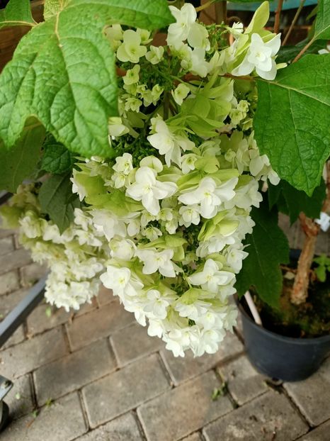 IMG20230630094624 - Hortensia varietăți