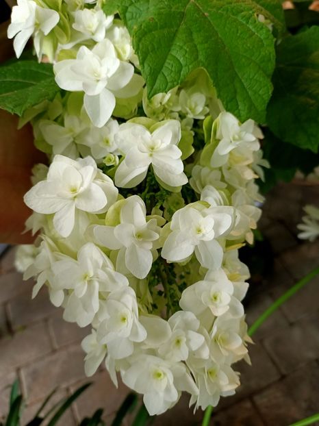 IMG20230630094631 - Hortensia varietăți