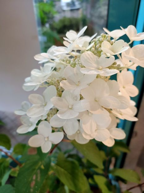 IMG20230630094803 - Hortensia varietăți