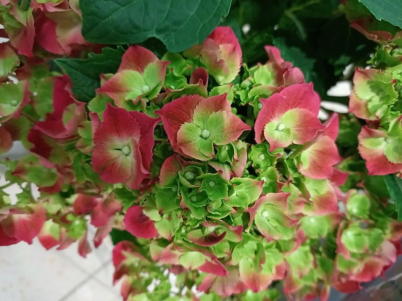 IMG20230630102548 - Hortensia varietăți