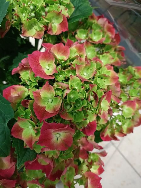 IMG20230630102552 - Hortensia varietăți