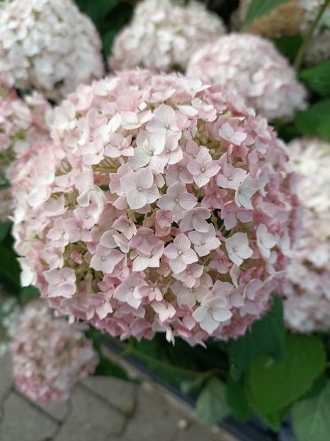 IMG20230630160751 - Hortensia varietăți