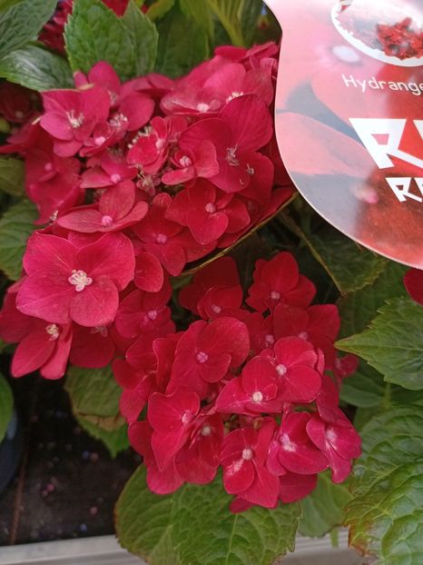 IMG20230630160934 - Hortensia varietăți