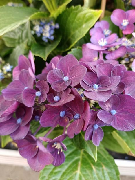 IMG20230630160940 - Hortensia varietăți
