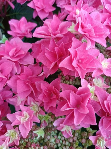 IMG20230630161007 - Hortensia varietăți