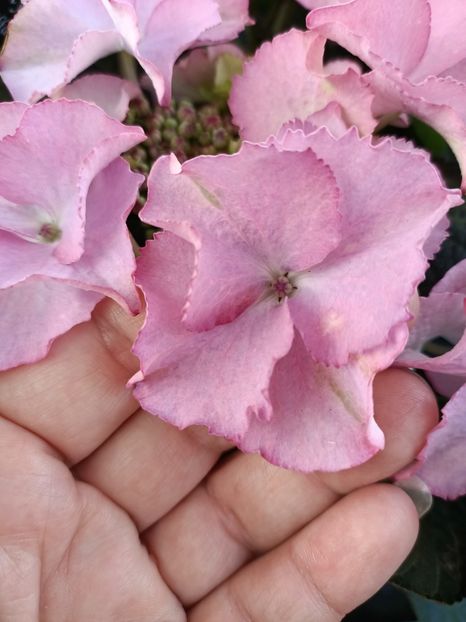IMG20230630161043 - Hortensia varietăți