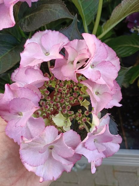 IMG20230630161049 - Hortensia varietăți