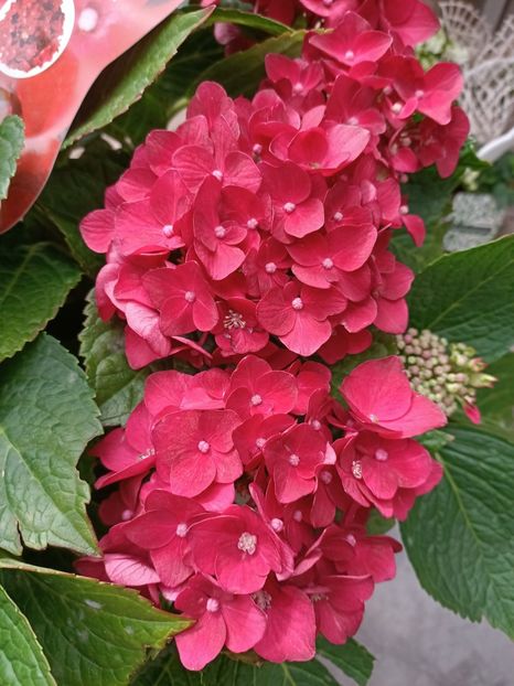 IMG20230630161418 - Hortensia varietăți