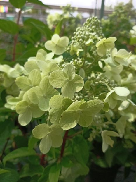 IMG20230630161918 - Hortensia varietăți