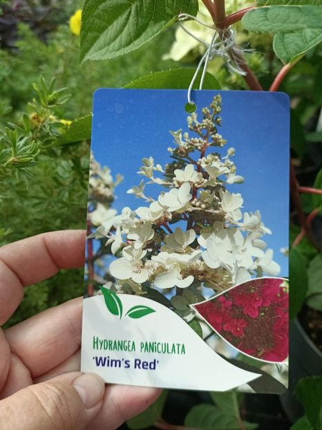 IMG20230630161932 - Hortensia varietăți