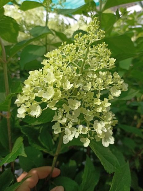 IMG20230630161946 - Hortensia varietăți
