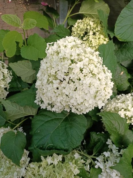IMG20230630162024 - Hortensia varietăți