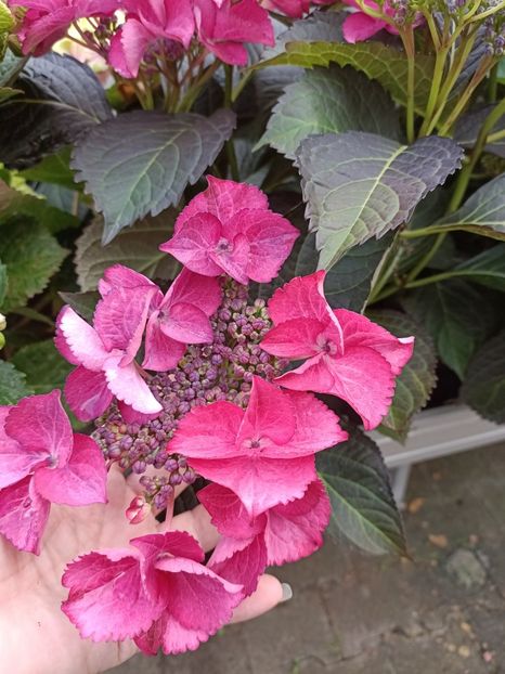 IMG20230630162642 - Hortensia varietăți