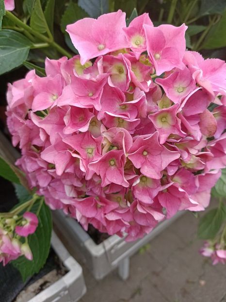 IMG20230630162652 - Hortensia varietăți