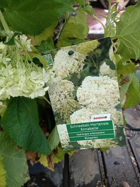 IMG20230630162836 - Hortensia varietăți