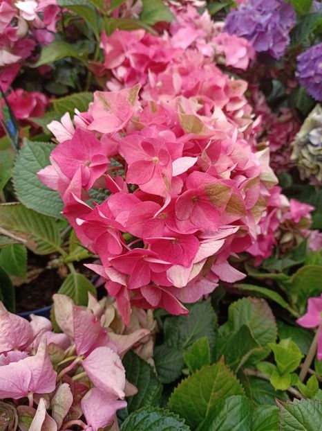 IMG20230630163228 - Hortensia varietăți
