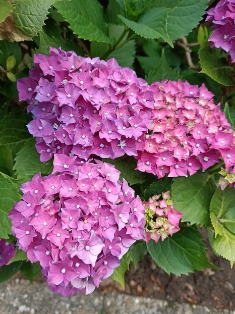 IMG20230630205040 - Hortensia varietăți