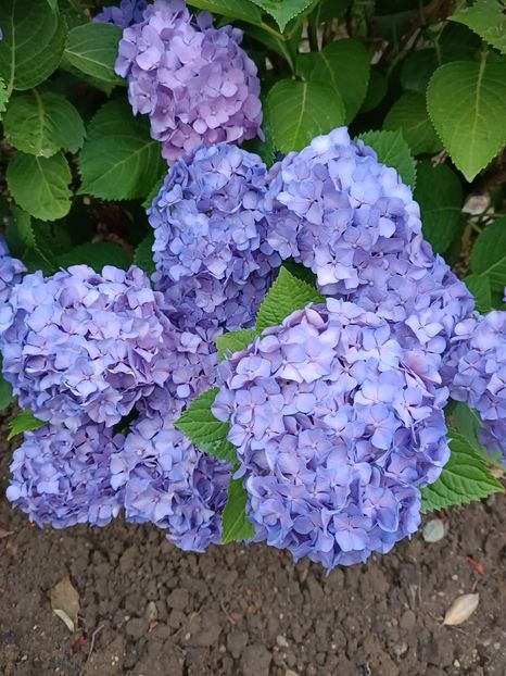 IMG20230630205124 - Hortensia varietăți