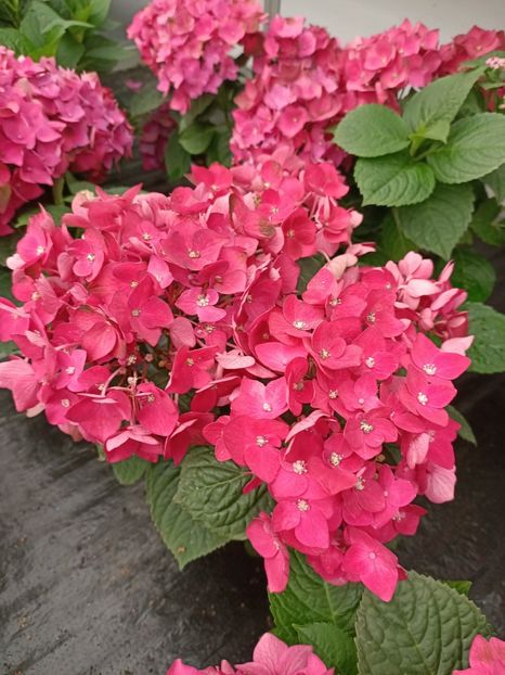 IMG20230701113425 - Hortensia varietăți
