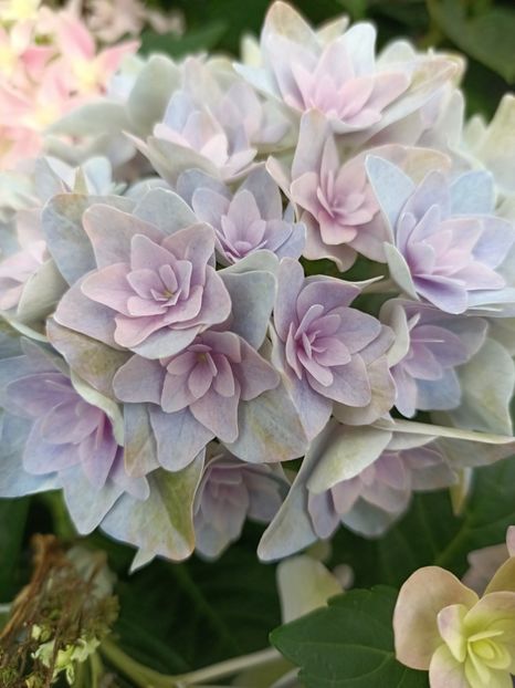 IMG20230701113513 - Hortensia varietăți