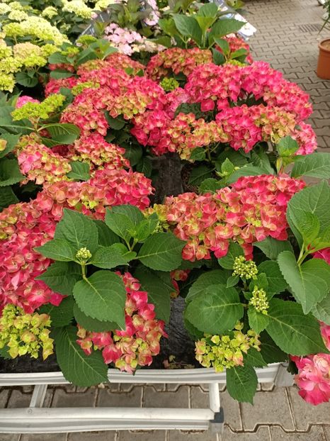 IMG20230701114324 - Hortensia varietăți