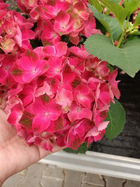 IMG20230701114330 - Hortensia varietăți