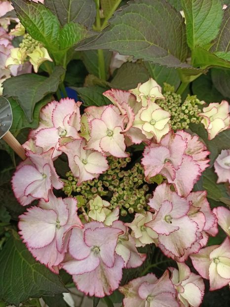 IMG20230701114348 - Hortensia varietăți